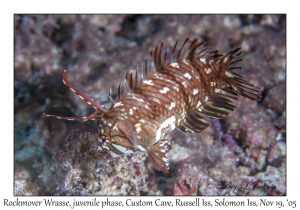 Rockmover Wrasse