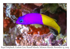 Royal Dottyback