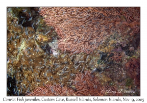 Convict Fish juveniles