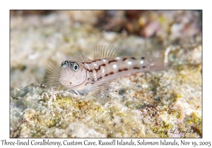 Three-lined Coralblenny