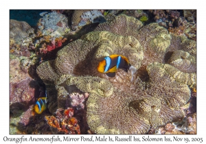 Orangefin Anemonefish