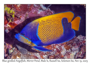 Blue-girdled Angelfish