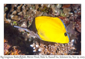 Big-longnose Butterflyfish