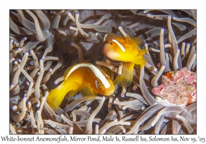 White-bonnet Anemonefish