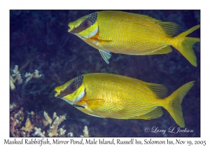 Masked Rabbitfish