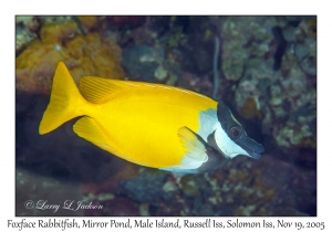 Foxface Rabbitfish
