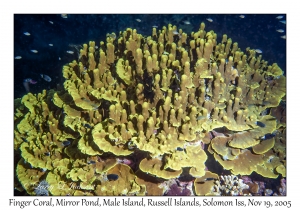 Finger Coral