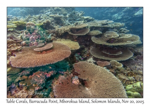 Table Corals