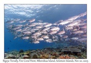 Bigeye Trevally