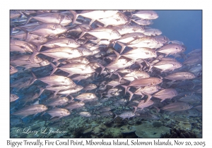 Bigeye Trevally