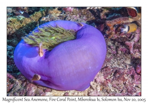 Magnificent Sea Anemone