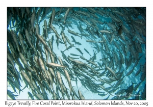 Bigeye Trevally