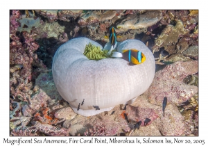 Magnificent Sea Anemone