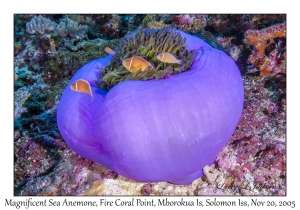 Magnificent Sea Anemone