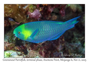 Greensnout Parrotfish