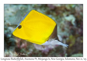 Longnose Butterflyfish