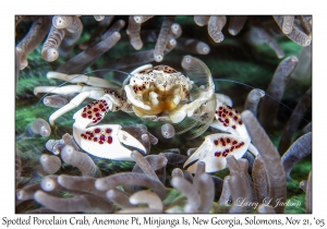 Spotted Porcelain Crab