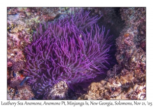 Leathery Sea Anemone