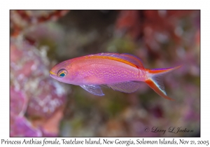 Princess Anthias female