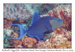 Redtooth Triggerfish