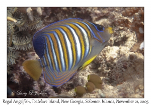 Regal Angelfish