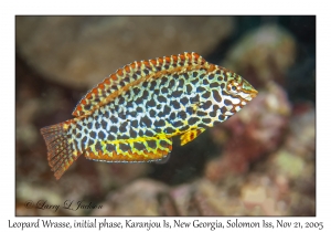 Leopard Wrasse