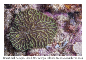 Brain Coral