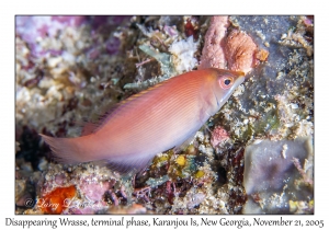 Disappearing Wrasse