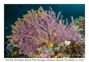 Sea Fan