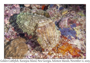 Golden Cuttlefish