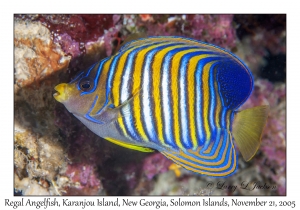 Regal Angelfish