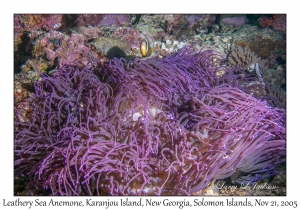 Leathery Sea Anemone