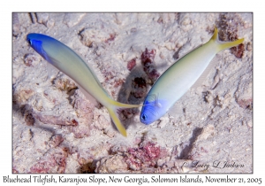 Bluehead Tilefish