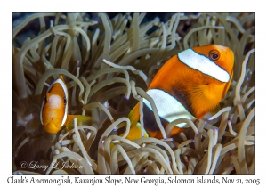 Clark's Anemonefish variation