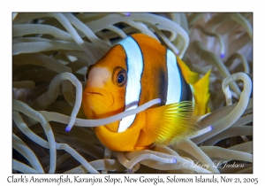 Clark's Anemonefish variation