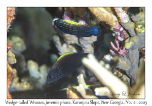 Wedge-tailed Wrasse