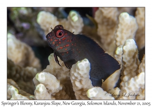 Springer's Blenny