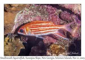 Smallmouth Squirrelfish