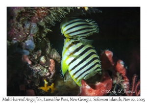 Multi-barred Angelfish