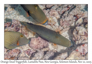 Orange-lined Triggerfish