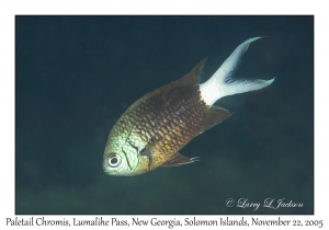 Paletail Chromis