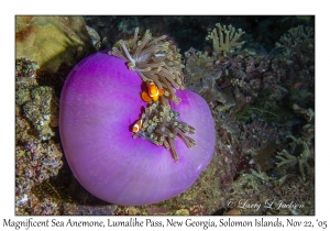 Magnificent Sea Anemone