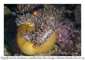 Magnificent Sea Anemone