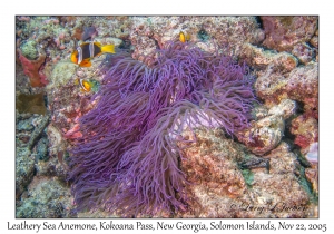 Leathery Sea Anemone