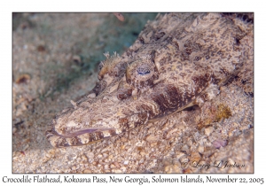 Crocodile Flathead