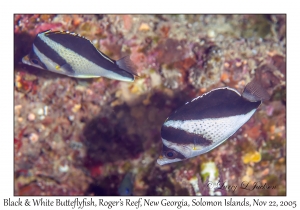 Black & White Butterflyfish