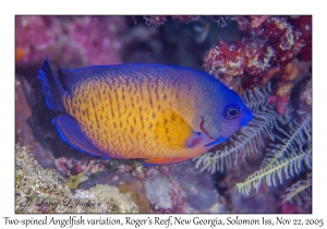 Two-spined Angelfish variation