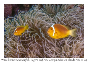 White-bonnet Anemonefish