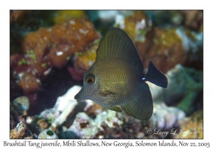 Brushtail Tang juvenile