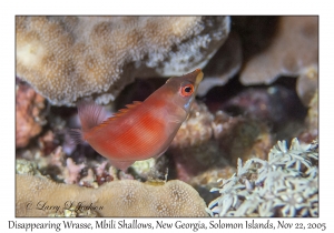 Disappearing Wrasse